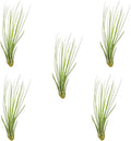 ragnaroc Air Plants - Tillandsia Juncea, Jumbo 8-12" - 5ct - Live Arrival Guaranteed - House Plants for Home Decor & Gift