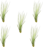 ragnaroc Air Plants - Tillandsia Juncea, Jumbo 8-12" - 5ct - Live Arrival Guaranteed - House Plants for Home Decor & Gift