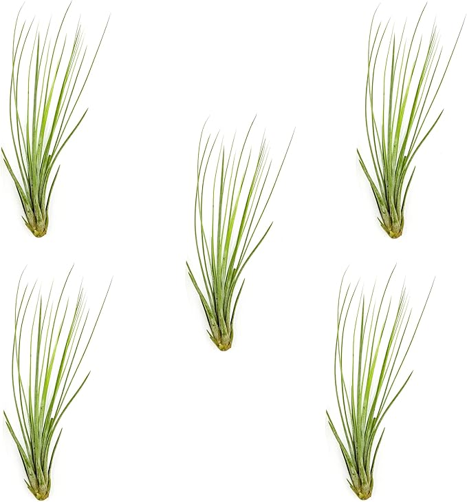 ragnaroc Air Plants - Tillandsia Juncea, Jumbo 8-12" - 5ct - Live Arrival Guaranteed - House Plants for Home Decor & Gift