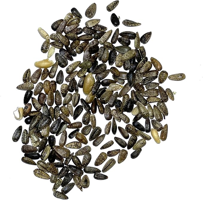 Seed Needs Sunflower Seeds for Planting Wild Sunflowers - Heirloom & Open Pollinated Flower Seed to Plant an Outdoor Wildflower Butterfly Garden (1 Pack)