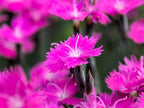 Greenwood Nursery: Live Perennial Plants - Firewitch + Dianthus Gratianopolitanus - [Qty: 1x 3.5 Pot] - (Click for Other Available Plants/Quantities)