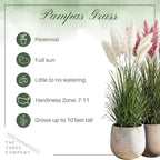 Live Ornamental Pampas Grass (Cortaderia selloana) - Assorted Pink and White (2 Pack) - Perennial Accent Plant - 10" Tall by 5" Wide in 1.5 Qt Pot
