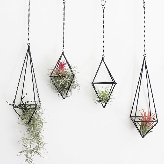 4 Pcs Hanging Air Plants Holders Black Himmeli Large Geometric Tillandsia Air Plant Planter Hangers Airplants Display Wire Frame with Chains Wall Metal 2 Size
