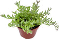 Live Succulent 4" String of Dolphins, Succulents Plants Live, Succulent Plants Fully Rooted, House Plant for Home Office Decoration, DIY Projects, Party Favor Gift by The Succulent Cult