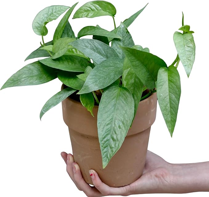 PLANTVERS Cebu Blue Pothos Epipremnum Pinnatum in 3" Nursery Pot | Vining Plant | Lowlight Indoor Plant | Office Plant | Air Purifying Trailing Plants