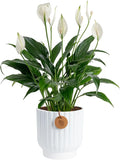 Costa Farms Peace Lily Live Plant in Decorative Pot, Air Purifying Flowering Indoor Houseplant, Perfect for Home, Room, or Office Decor, Great House Warming or Birthday Gift, 14-24 Inches Tall
