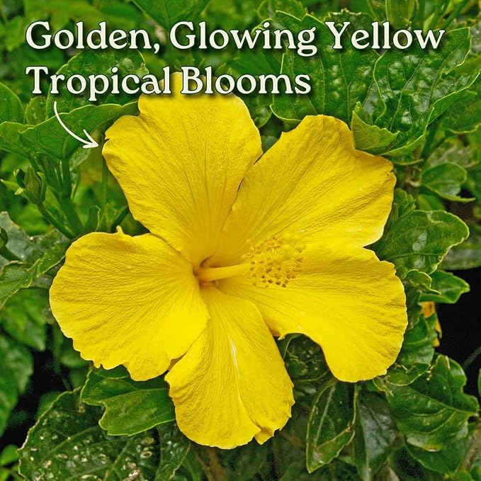 Tropical Plants of Florida - Yellow Hibiscus Bush Dwarf - 10" to 12" Overall Height - 1 Gallon Planter