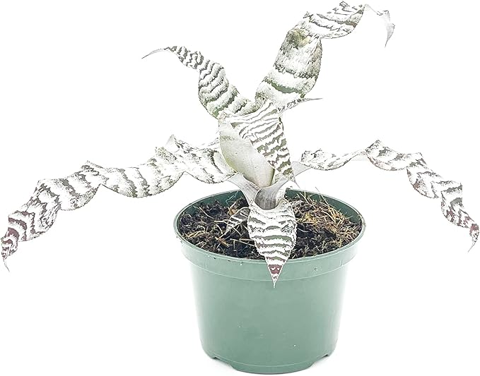 ragnaroc Live Plants – Cryptanthus ‘Absolute Zero‘, Jumbo 4-8" in 4" Pot - 1ct - Live Arrival Guaranteed - House Plants for Home Decor & Gift