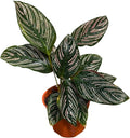 PLANTVERS Live Calathea Plant – Easy Care & Low Maintenance Tropical Houseplant – Air Purifying Indoor Plant for Low Light & Home Décor (Calathea Ornata Pinstripe 4" Grow Pot, 4" Grow Pot)