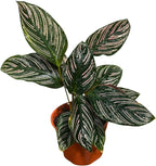 PLANTVERS Live Calathea Plant – Easy Care & Low Maintenance Tropical Houseplant – Air Purifying Indoor Plant for Low Light & Home Décor (Calathea Ornata Pinstripe 4" Grow Pot, 4" Grow Pot)