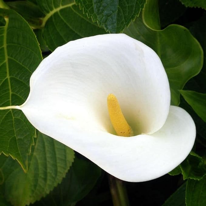 Calla Lily, a Great Live Pond Plant for Your Water Garden. Filters koi and Goldfish Ponds. Good for Bogs, Plant Shelf or Shallow Water This marginal Aquatic is a Real Beauty