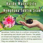 Mainam Mixed Colorful Hardy Water Lily Tuber Live Aquarium Plant for Freshwater Fish Pond Balcony Buy 2 GET Fertilizer Free (Pink Nymphaea Tubtim Siam)