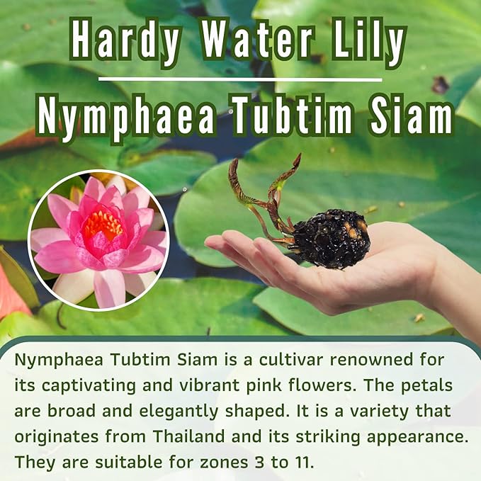 Mainam Mixed Colorful Hardy Water Lily Tuber Live Aquarium Plant for Freshwater Fish Pond Balcony Buy 2 GET Fertilizer Free (Pink Nymphaea Tubtim Siam)