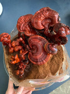 Mushroom Man LLC Reishi Mushroom Indoor Growing Kit