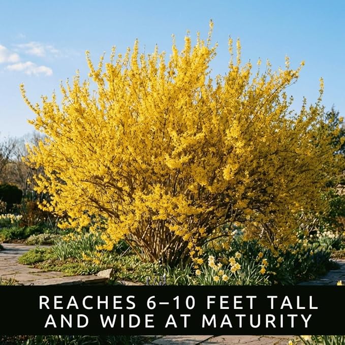 Live Forsythia Lynwood Gold Plants (3-Pack) – Fast Growing Yellow Flowering Shrubs – Hardy Spring Bloom Landscape Bushes – Outdoor Hedge & Border Plants