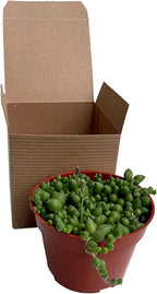 Succulent Plant in Gift Box String of Pearls (Senecio Rowleyanus) - Live Trailing Plants Fully Rooted & in Bloom - Rare House Plant for Home Office Wedding Hanging Decoration - 4" Pot with Soil Mix