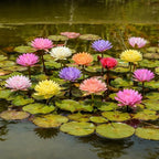 35 PCS Bowl Lotus Seeds for Planting – Mixed Color Bonsai Lotus Flower Seeds, Ornamental Aquatic Plants for Indoor Water Bowls, Outdoor Ponds & Gardens