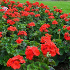 Set 2 Geranium Plants Live, 4-9 Inches Tall, Hardy Flowering Geraniums for Garden or Pots, Fragrant Perennial Blooms (Red Geranium)