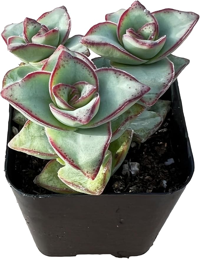 Sprout N Green Crassula Perforata subsp. Perforata in 2" Pot, Rare Live Succulent Plant Fully Rooted, Home Office Indoor Outdoor Wedding Decoration DIY Projects Party Favor, Keep Away from Pets