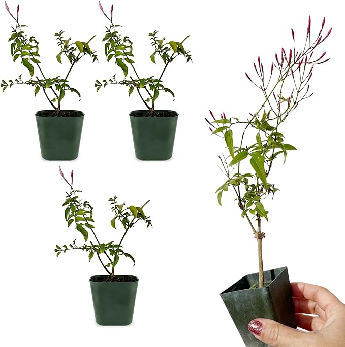 My Shelfie - Mini Pink Jasmine Plant Vine, Jasmine Plant Starter in 2-Inch Pot, Live Plants Outdoor Setting, Jasmine Plant Live Grows to 3-5 Inches, Pet-Friendly, 3-Piece