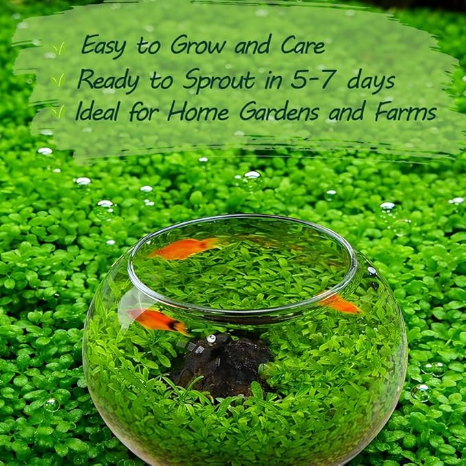 Premium Aquarium Plant Seeds for Planting – 8,000+ Live Mixed Seeds, 4 Varieties – Easy-to-Grow Aquatic Greenery for Lush, Vibrant Fish Tanks