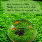 Premium Aquarium Plant Seeds for Planting – 8,000+ Live Mixed Seeds, 4 Varieties – Easy-to-Grow Aquatic Greenery for Lush, Vibrant Fish Tanks