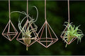 Hanging Air Plants Holders Geometric Airplant Hangers Rose Gold Tillandsia Holder Metal Pink Himmeli Metal Airfens Planter for Home Décor 4Pcs …