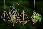 Hanging Air Plants Holders Geometric Airplant Hangers Rose Gold Tillandsia Holder Metal Pink Himmeli Metal Airfens Planter for Home Décor 4Pcs …