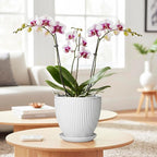 Ceramic Pots for Plants, 6 Inch Plant Pot with Drainage Hole and Saucer, Round Ceramic Flower Pots for Indoor Plants, Modern Small Succulent Planter, Room Home Decor, Plant Lover Gifts, White