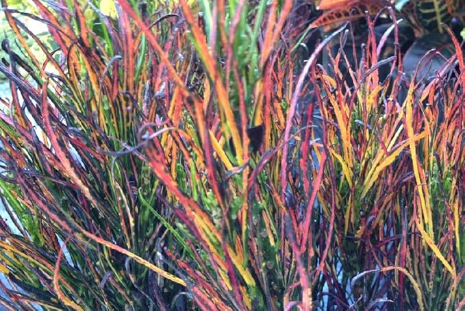 Picasso's Paintbrush Croton - 4" Pot - Colorful House Plant - Collector's Series
