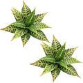 PASYOU Artificial Aglaonema Plant, Fake Codiaeum Variegatum Plants 2 Pack, Faux Magnolia Plastic Evergreen Shrubs, UV Resistant Greenery, Indoor Outdoor Decor Home Garden Decorations - Striped Leaves