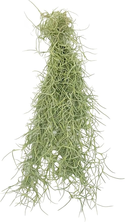 ragnaroc Tillandsia Usneoides ‘Thick-Colombian Spanish Moss’ - ragnaroc Indoor Tropical Plant 16” / 6 oz - Live Arrival Guaranteed - Live Air Plant & House Plants for Home Decor & Gift