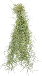 ragnaroc Tillandsia Usneoides ‘Thick-Colombian Spanish Moss’ - ragnaroc Indoor Tropical Plant 16” / 1 oz - Live Arrival Guaranteed - Live Air Plant & House Plants for Home Decor & Gift