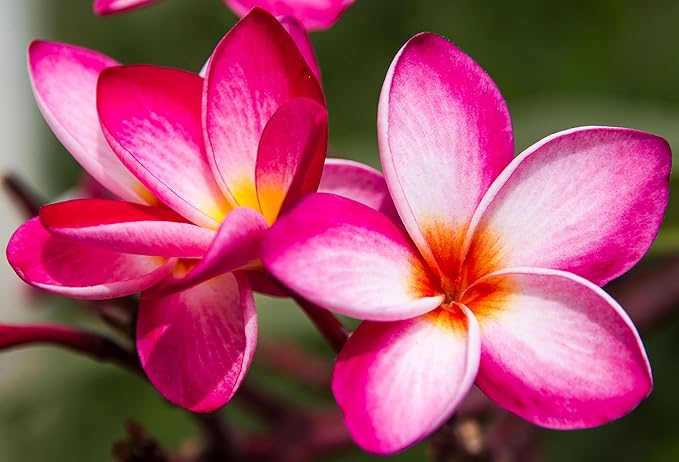 Mixed Color Plumeria Seeds for Planting Tropical Frangipani Rainbow Flower Seed Easy to Grow Colorful Blooms Perennial Patio Balcony Garden Rubra (5, Plumeria Seeds)