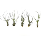 ragnaroc Live Air Plants - Tillandsia Butzii, Jumbo 7-9" - 5ct - Live Arrival Guaranteed - House Plants for Home Decor & Gift