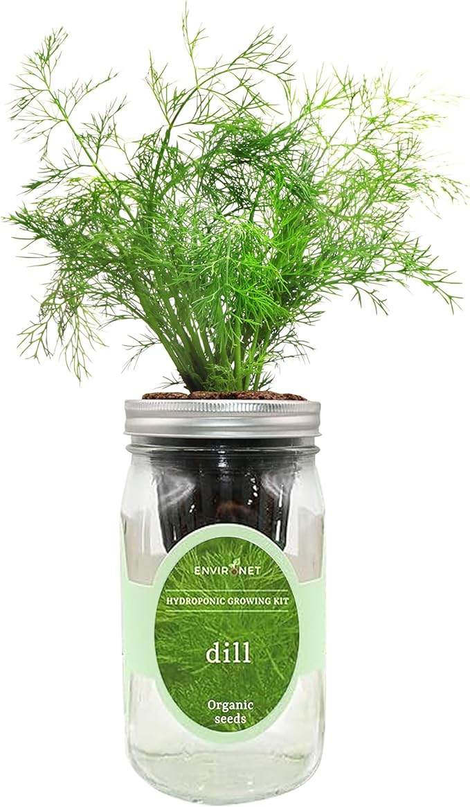 Hydroponic Herb Growing Kit, Self-Watering Mason Jar Herb Garden Starter Kit Indoor, Windowsill Herbs Garden, New Christmas Grden Gift for Mom (Dill)
