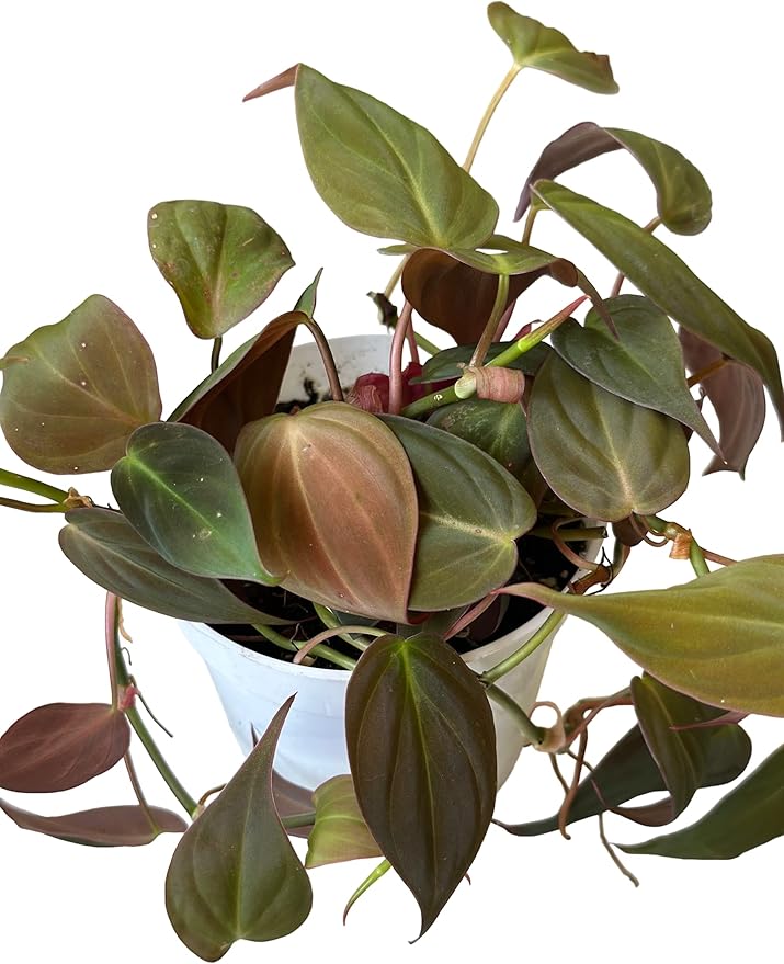 Philodendron Live Plant, Air Purifying, Easy Care, Easy to Grow, Rare Variety, Live Indoor Plant, 4 inch Pot (Philodendron Micans)