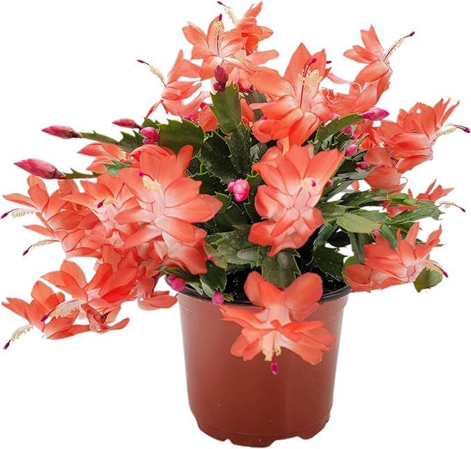 Thanksgiving Cactus, Live Indoor Plant, Flowering Houseplant, Orange Seasonal Blooms, 4-Inch Pot, Pet Safe Holiday Decor, Free Heat Pack