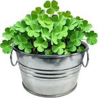 Unique Gardener Grow Your Own Shamrocks Plant Seeds 3-Pack, DIY Indoor Succulents and Live Plants for Home or Garden Planting, Pot O' Good Luck