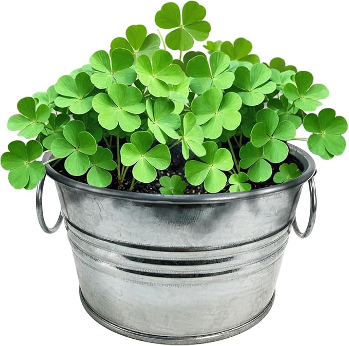 Unique Gardener Grow Your Own Shamrocks Plant Seeds 3-Pack, DIY Indoor Succulents and Live Plants for Home or Garden Planting, Pot O' Good Luck