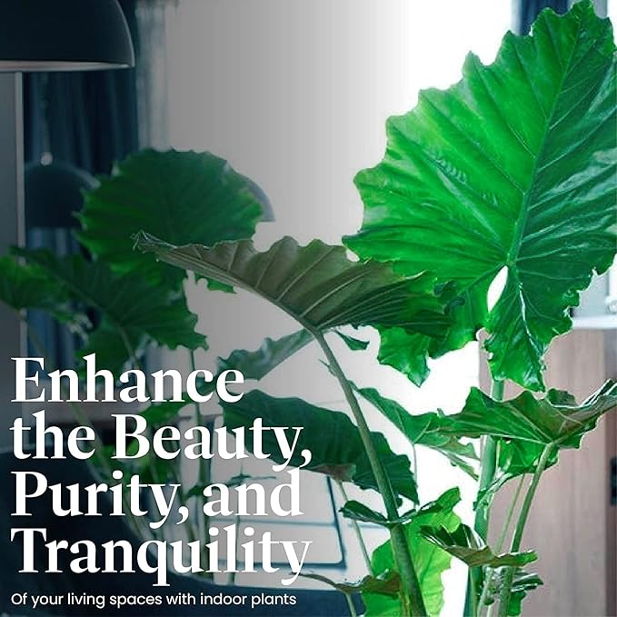 American Plant Exchange Alocasia Elephant Ear – 10-Inch Pot – Live Easy Care Tropical Houseplant, Bold Foliage Indoor or Patio Plant for Home, Office, Garden & Jungle-Inspired Décor