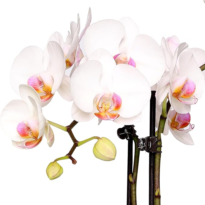 Green Circle Growers 5" White with Pink Orchid with Mom Pick and Billy Balls, Living Indoor Plants, House Plant