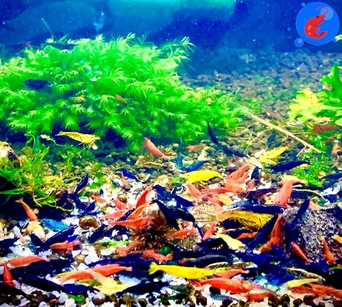 Generic Shrimp Up Aquatics™ 20+ Mixed Color Neocaridina Shrimp Live Freshwater Aquarium Inverts Live Arrival! Mixed