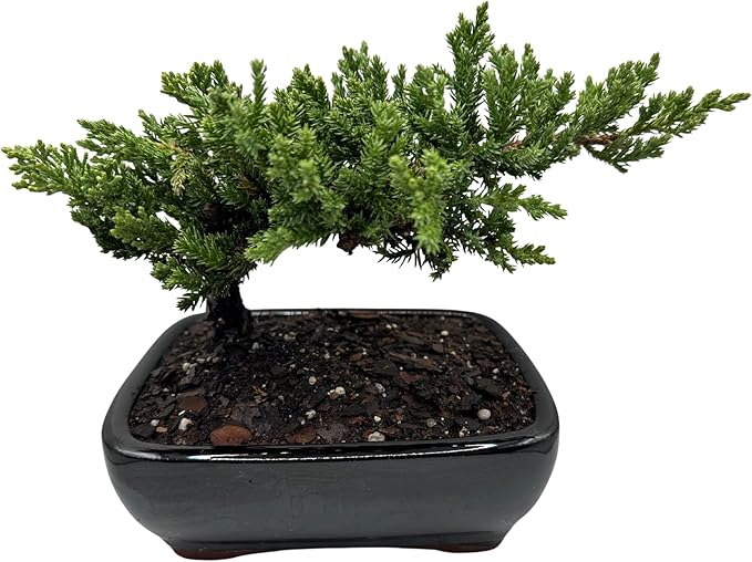Live Dwarf Juniper Bonsai Tree | Potted in Large Ceramic Pot | 3 Years Old | 100% Handcrafted | Outdoor Bonsai | Unique Gift for Birthday, Graduation, Anniversary