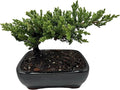 Live Dwarf Juniper Bonsai Tree | Potted in Large Ceramic Pot | 3 Years Old | 100% Handcrafted | Outdoor Bonsai | Unique Gift for Birthday, Graduation, Anniversary