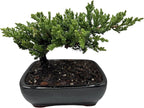 Live Dwarf Juniper Bonsai Tree | Potted in Large Ceramic Pot | 3 Years Old | 100% Handcrafted | Outdoor Bonsai | Unique Gift for Birthday, Graduation, Anniversary