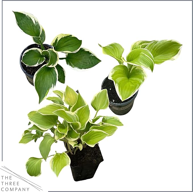 Live Perennial Hosta - Assorted Varieties (3 Plants Per Pack) Beautiful Accent Plant, 10" Tall by 4" Wide in 1 Qt Pot