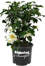 Blooming & Beautiful - Silver Waves Camellia - 3 Gal - Evergreen Shrub - Large White Blooms Yellow Centered - Zones 8-10 - Partial Sun - Camellia Japonica ‘Silver Waves’ - 3 Gallon Pot
