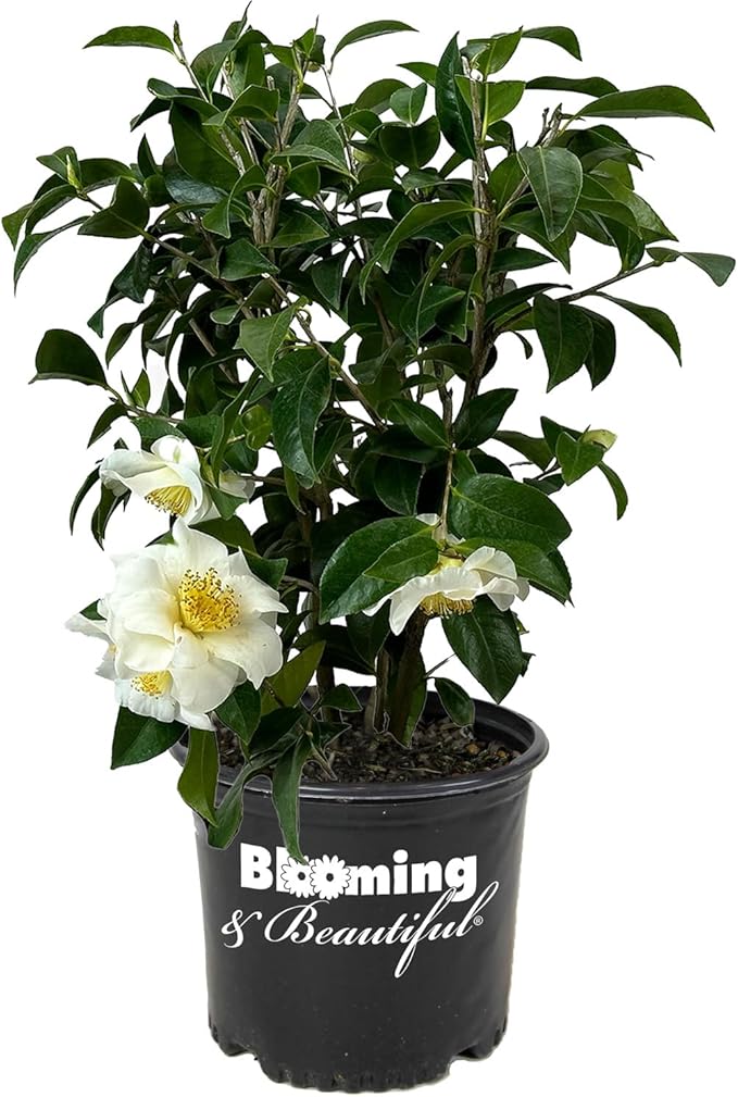 Blooming & Beautiful - Silver Waves Camellia - 3 Gal - Evergreen Shrub - Large White Blooms Yellow Centered - Zones 8-10 - Partial Sun - Camellia Japonica ‘Silver Waves’ - 3 Gallon Pot