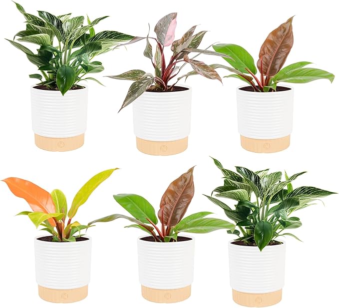Costa Farms Philodendron Live Plants in Decorative Pots, Air Purifying Indoor Houseplant, Assorted Variety, Home, Room, or Office Decor, House Warming or Birthday Gift, 12-18 Inches Tall, Pack of 6